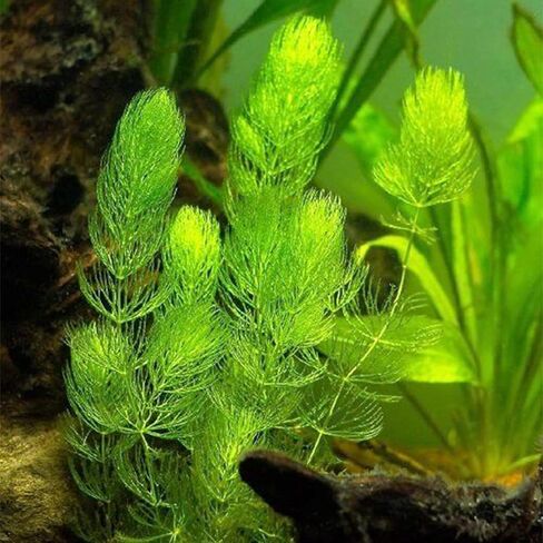 3xHornwort Plants, Live Aquarium Plants | Fast-Growing Aquatic Plants Perfect for Beginners in Kuwait