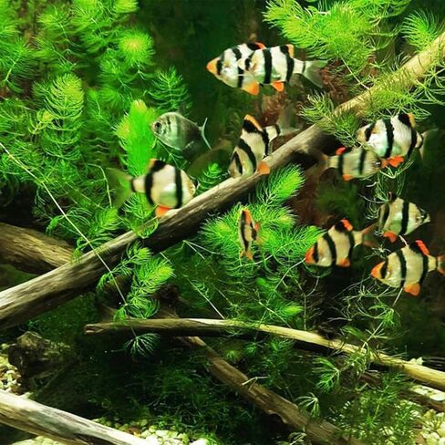 3xHornwort Plants, Live Aquarium Plants | Fast-Growing Aquatic Plants Perfect for Beginners in Kuwait