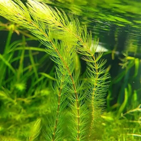 3xHornwort Plants, Live Aquarium Plants | Fast-Growing Aquatic Plants Perfect for Beginners in Kuwait
