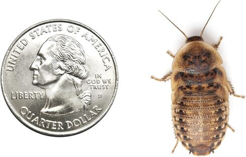 Dubia Roaches 500 Large in Kuwait