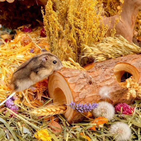 Natural Wooden Hamster Mouse Tunnel Tube Toy Forest Hollow Tree Trunk for Gerbils，Hamsters, and Mice or Other Small-Sized Pets (Double Hole) in Kuwait