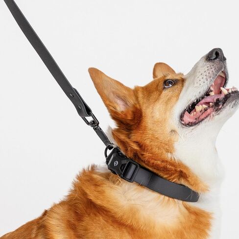 Fei & Eve Waterproof Dog Leash - 4FT, Odor-Free PVC Material, Easy to Clean, 360° Swivel Hook, Suitable for Small, Medium & Large Dogs, Blush in Saudi Arabia