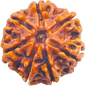 Nepali Rudraksha (Elaeocarpus ganitrus) 7 Mukhi Nepali Rudraksha | Seven Mukhi Pendant Loose Beads Rudrakalagni Spiritual Seeds | Unisex Both for Men & Women | Natural & Certified (7 mukhi Rudraksha)