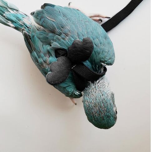 Budgerigar Harness and Leash, Adjustable Parrot Bird Training Design Anti-Bite, Bird Nylon Rope with Cute Wing for Budgerigar and Same Size Birds (S, Black) in Saudi Arabia