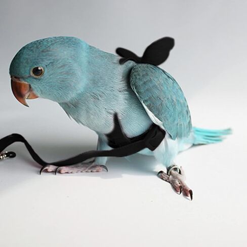 Budgerigar Harness and Leash, Adjustable Parrot Bird Training Design Anti-Bite, Bird Nylon Rope with Cute Wing for Budgerigar and Same Size Birds (S, Black) in Saudi Arabia