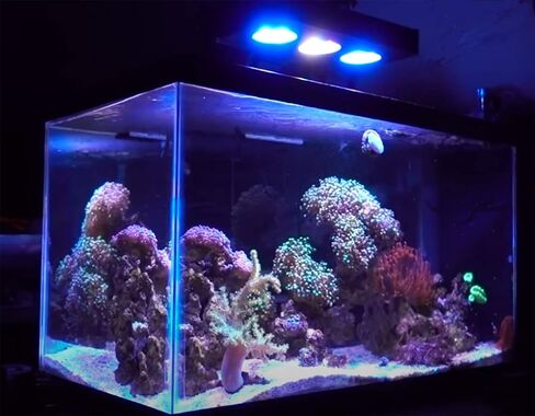 مصباح LED للشعاب المرجانية لحوض السمك، مصباح إضاءة LED مرجاني للمياه المالحة البحرية بقدرة 30 وات مع تحكم باللمس لخزان النانو in Saudi Arabia