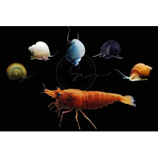 Swimming Creatures product catalog