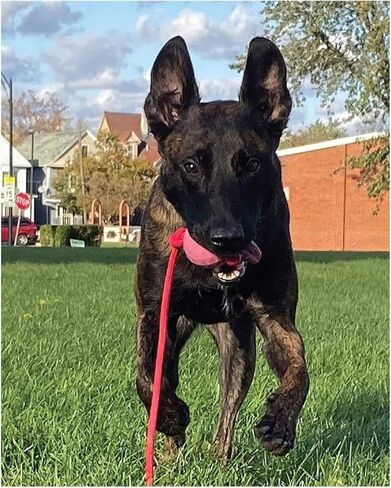 لعبة كرة الكلب K9 Ops على حبل Moki Tug - مكافأة تدريب على جلب المطاط الصلب - الكلاب الكبيرة تسحب مضغًا عدوانيًا متينًا (أزرق لاجون، MD/LG) in Kuwait