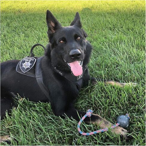 لعبة كرة الكلب K9 Ops على حبل Moki Tug - مكافأة تدريب على جلب المطاط الصلب - الكلاب الكبيرة تسحب مضغًا عدوانيًا متينًا (أزرق لاجون، MD/LG) in Kuwait