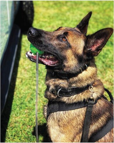 لعبة كرة الكلب K9 Ops على حبل Moki Tug - مكافأة تدريب على جلب المطاط الصلب - الكلاب الكبيرة تسحب مضغًا عدوانيًا متينًا (أزرق لاجون، MD/LG) in Kuwait