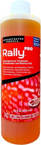Ruby Reef Rally Pro (32 oz) in Kuwait