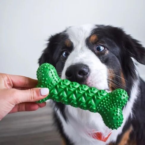 Nylabone NUBZ مجموعة متنوعة من ألعاب الكلاب تريت آند تشيو، مطاط طبيعي، 3 قطع، مضغ متوسط، تنظيف الأسنان in Kuwait