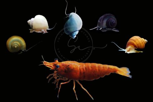 Swimming Creatures™ Freshwater Aquarium Shrimp - مجموعة مثالية لإضفاء البهجة على حوض السمك الخاص بك! (20 حلزون مختلط + 2 حلزون غامض) in Kuwait