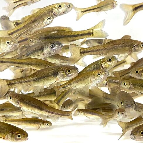 Toledo Goldfish Black Fathead Minnows, Tuffies, or Crappie Minnows - Perfect for Aquariums or as Feeder Fish for Ponds (1000, 0.5-1.5inch Small) in Kuwait