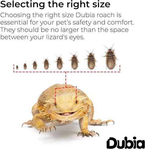 200 Small 1/2 Inch Dubia Roaches Live, Ideal for Amphibians & Invertebrates, Nutritious & Easy to Keep Live Cockroaches, Perfect for Reptiles, Birds, Rodents, Fish, and More in Kuwait
