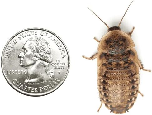 75 Extra Large 1.25 Inch Dubia Roaches Live, Ideal for Amphibians & Invertebrates, Nutritious & Easy to Keep Live Cockroaches, Perfect for Reptiles, Birds, Rodents, Fish, and More in Kuwait