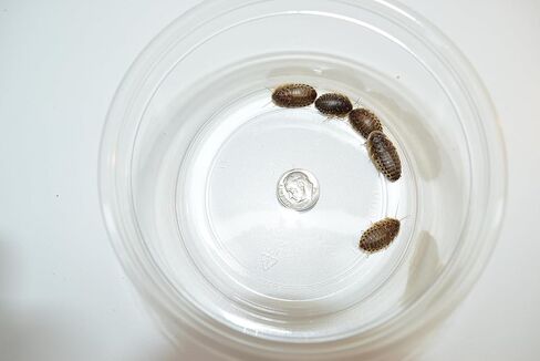 Generic 250 (~1/2-5/8 inches) Medium Dubia Roaches in Kuwait