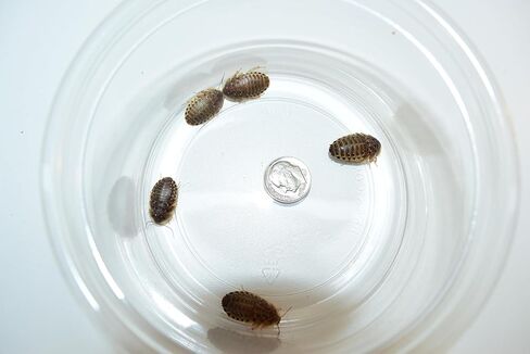 Generic 250 (~1/2-5/8 inches) Medium Dubia Roaches in Kuwait