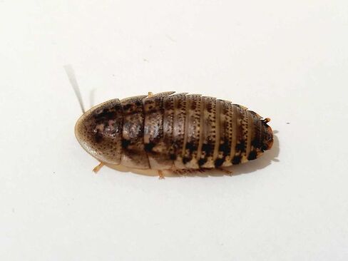 Generic 250 (~1/2-5/8 inches) Medium Dubia Roaches in Kuwait