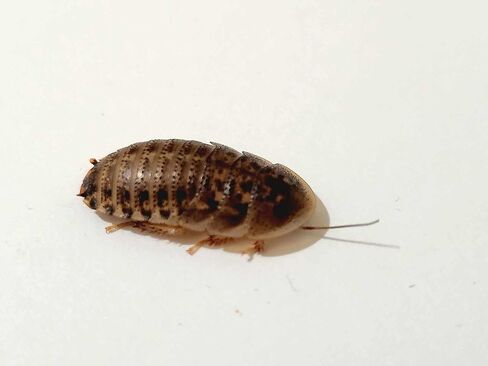 Generic 250 (~1/2-5/8 inches) Medium Dubia Roaches in Kuwait