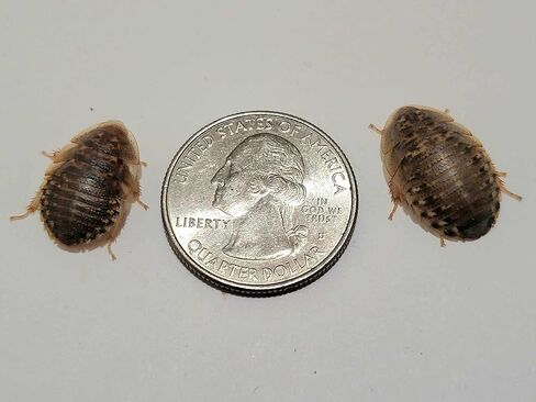 Generic 250 (~1/2-5/8 inches) Medium Dubia Roaches in Kuwait