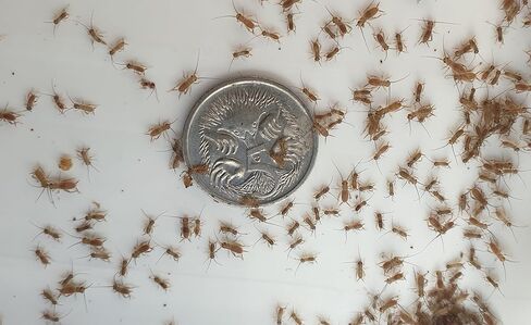 صراصير Pinhead الحية ذات النطاقات (1000 عدد) in Kuwait