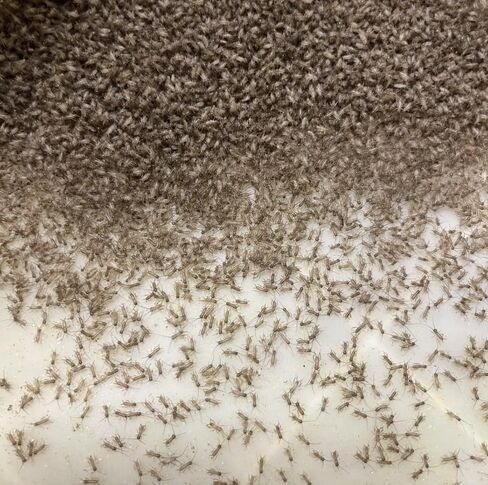 صراصير Pinhead الحية ذات النطاقات (1000 عدد) in Kuwait