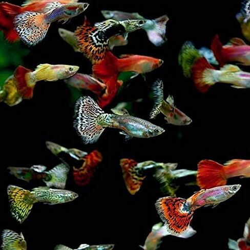 5 Fancy Guppy Males Live Freshwater Aquarium Fish in Kuwait