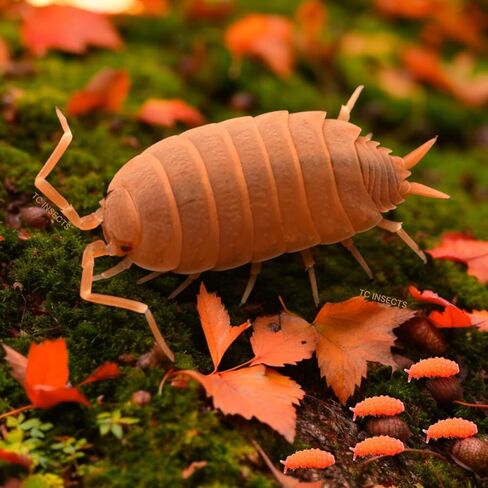 . Combo| 25 Powder Orange Isopods | 10 Orange Springtails | Live Arrival NATIONWIDE! in Kuwait