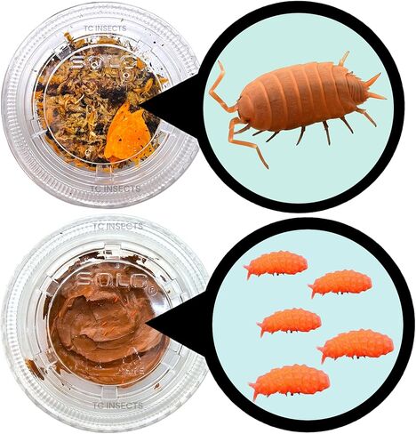 . Combo| 25 Powder Orange Isopods | 10 Orange Springtails | Live Arrival NATIONWIDE! in Kuwait