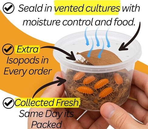 . Combo| 25 Powder Orange Isopods | 10 Orange Springtails | Live Arrival NATIONWIDE! in Kuwait