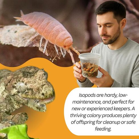 . Combo| 25 Powder Orange Isopods | 10 Orange Springtails | Live Arrival NATIONWIDE! in Kuwait