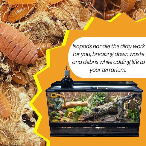 . Combo| 25 Powder Orange Isopods | 10 Orange Springtails | Live Arrival NATIONWIDE! in Kuwait