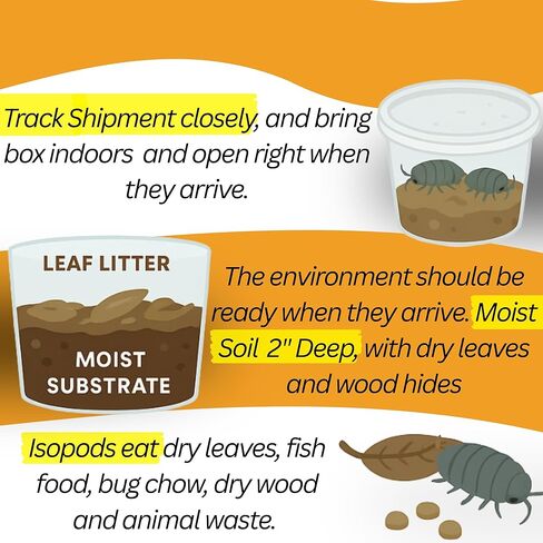 . Combo| 25 Powder Orange Isopods | 10 Orange Springtails | Live Arrival NATIONWIDE! in Kuwait