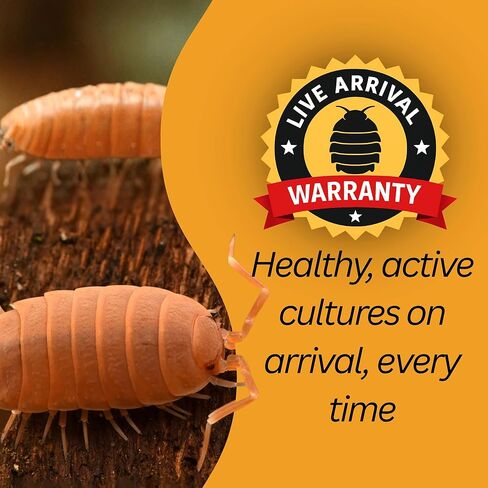 . Combo| 25 Powder Orange Isopods | 10 Orange Springtails | Live Arrival NATIONWIDE! in Kuwait