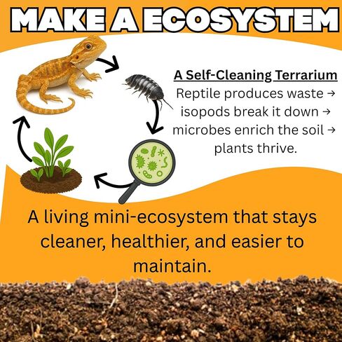 . Combo| 25 Powder Orange Isopods | 10 Orange Springtails | Live Arrival NATIONWIDE! in Kuwait
