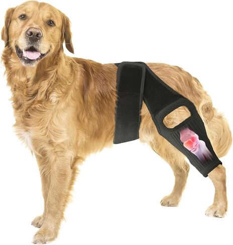 Knee Brace for Dogs for Torn ACL/CCL & Hind Leg Support, for Knee Cap Dislocation, Arthritis - Keeps The Joint Warm and Stable - Extra Support - Reduces Pain and Inflammation (XXL) in Kuwait