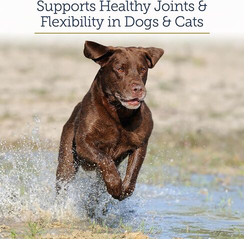Rx Vitamins MegaFlex Cat and Dog Joint Supplement - Glucosamine Sulfate with MSM, Vitamin C, & Sea Cucumber - Supports Joint Flexibility and Mobility - for All Breeds and Sizes - 600 Capsules in Kuwait
