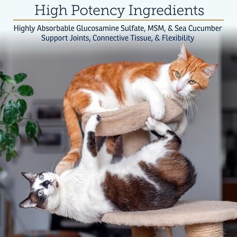 Rx Vitamins MegaFlex Cat and Dog Joint Supplement - Glucosamine Sulfate with MSM, Vitamin C, & Sea Cucumber - Supports Joint Flexibility and Mobility - for All Breeds and Sizes - 600 Capsules in Kuwait