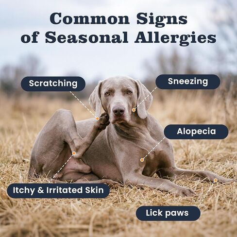 Dog Allergy & Immune Chews 300 Treats, Itching Skin Relief Chews Omega 3 Fish Oil Probiotics for Seasonal All Issues Allergies Skin & Hair, Gut, Immune-All Ages & Sizes Dogs Made in USA Chicken Flavor in Kuwait