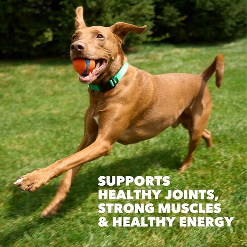 IAMS Proactive Health High Protein Dry Dog Food with Chicken & Beef, 15 lb. Bag in Kuwait