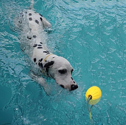 2 Pack Ball with Rope Dog Toy,Fling Dura Foam Toy,Dog Water Float Ball Rraining Boall on Rope (2 Pieces 9cm/3.5") in Kuwait