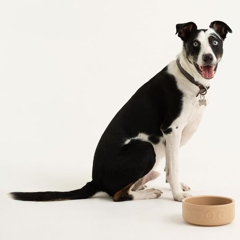 Mason Cash: وعاء Cane Dog - 7 بوصات، 40.6 أونصة - أسمر، طبق طعام وماء، خزف حجري متين، آمن للاستخدام في الميكروويف وغسالة الأطباق، وجبة طعام الحيوانات الأليفة - ترطيب in Kuwait
