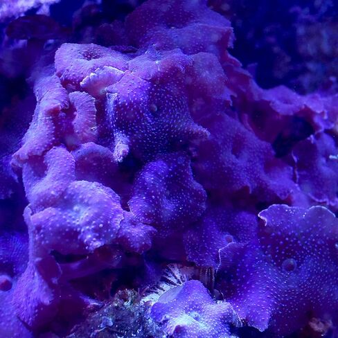 Seachem Reef Advantage Calcium 1 Kilo in Kuwait