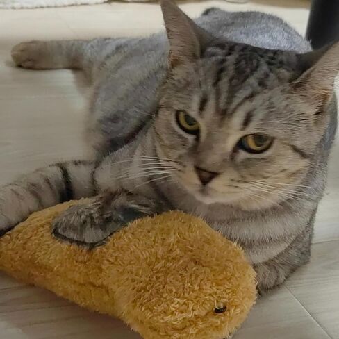 Cat Toy Stinky Paws, Filled with Valerian Catnip, Hang Anywhere, Features Crinkle Paper and Rattle, Multi-Function Interactive Cat Toy, Suitable for All Cat Breeds in Kuwait
