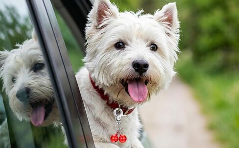 4 Pcs Dog Collar Bells for Dogs Cat Bells for Collar Pet Hanging Ring Bell Accessories for Dog & Cat Pet Pendant Collars Charm with Heavy Duty Snap Clips for Tracking And Training Christmas Gift in Kuwait