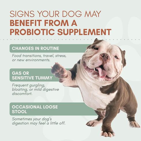 Probiotics for Dogs with Prebiotics, Digestive Enzymes, Pumpkin Fiber & Colostrum, Daily Supplement for Gut Health & Diarrhea Support, 60 Beef Flavored Soft Chews in Kuwait