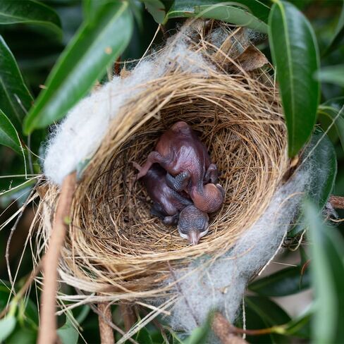 Coconut Fiber for Bird Nests Bird Nesting Material Coconut Bird Nest Finch Coconut Fiber Pet Bedding Substrate for Laying Eggs, Resting Materials, Hummingbird Parakeet Lovebirds in Kuwait