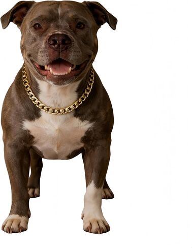 Gold Cuban Link Dog Chain Collar,Heavy-Duty,Fade-Resistant Metal Necklace for Medium & Large Dogs, Durable & Stylish Pet Jewelry (Gold, 18"(Neck Fits 14–17.5 in)) in Kuwait