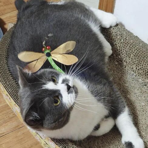 IUHKBH Cat Toy Attachments, 4 PCS Simulation Insect Cute Little Bugs Refills Interactive Cat Toys for Indoor Cat Kitten Enrichment & Hunting Instincts in Saudi Arabia